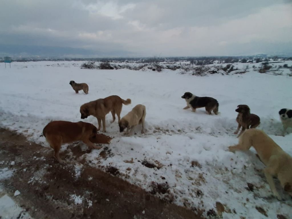 SOKAK HAYVANLARINI UNUTMADILAR