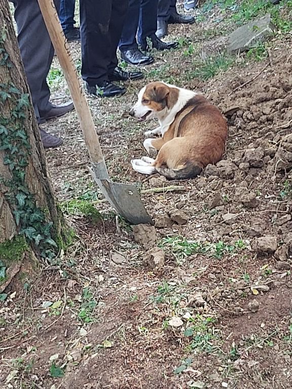 SOKAK KÖPEĞİ MEZARININ BAŞINDAN AYRILMADI