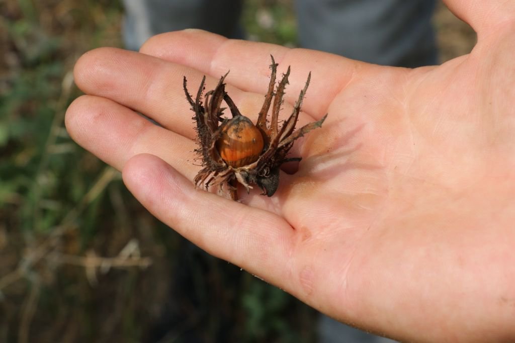 TÜRK FINDIĞI’NIN GENLERİ BOLU'DA KORUMA ALTINDA