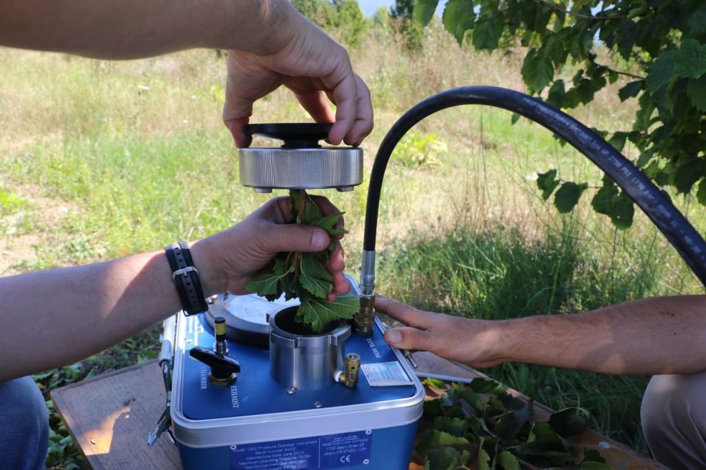TÜRK FINDIĞI’NIN GENLERİ BOLU'DA KORUMA ALTINDA