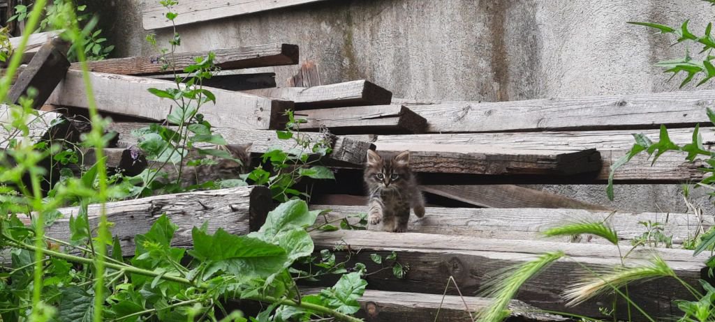 YARALI KEDİ YAKALANAMADI