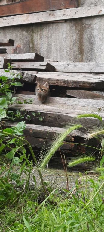 YARALI KEDİ YAKALANAMADI