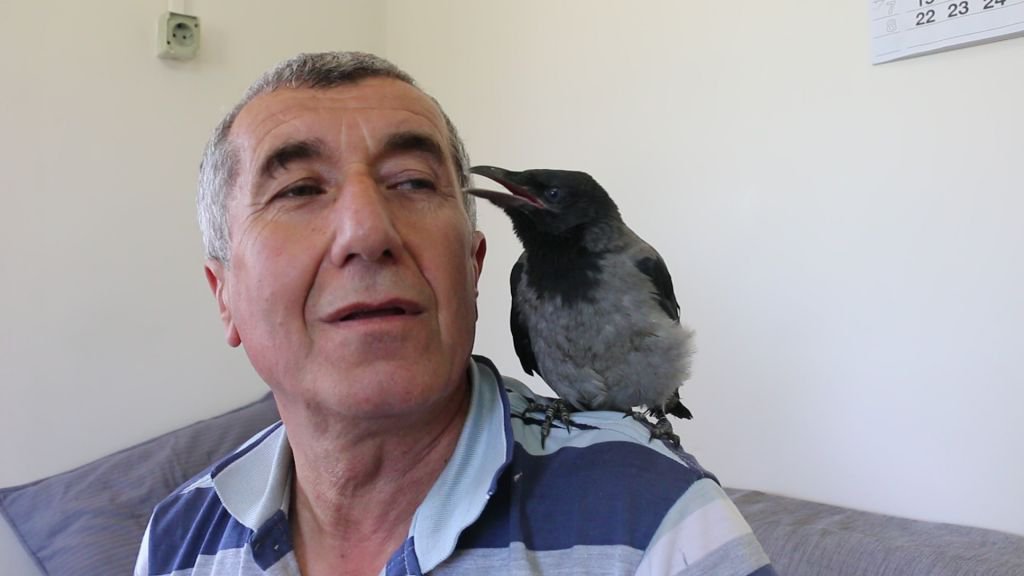 YAVRU KARGAYI ELLERİYLE BESLEDİLER