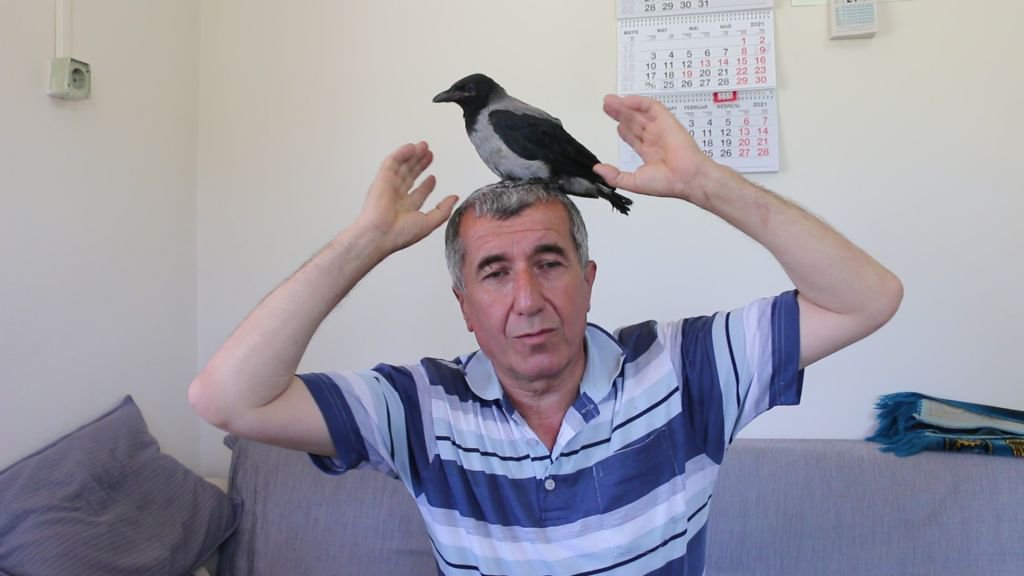 YAVRU KARGAYI ELLERİYLE BESLEDİLER