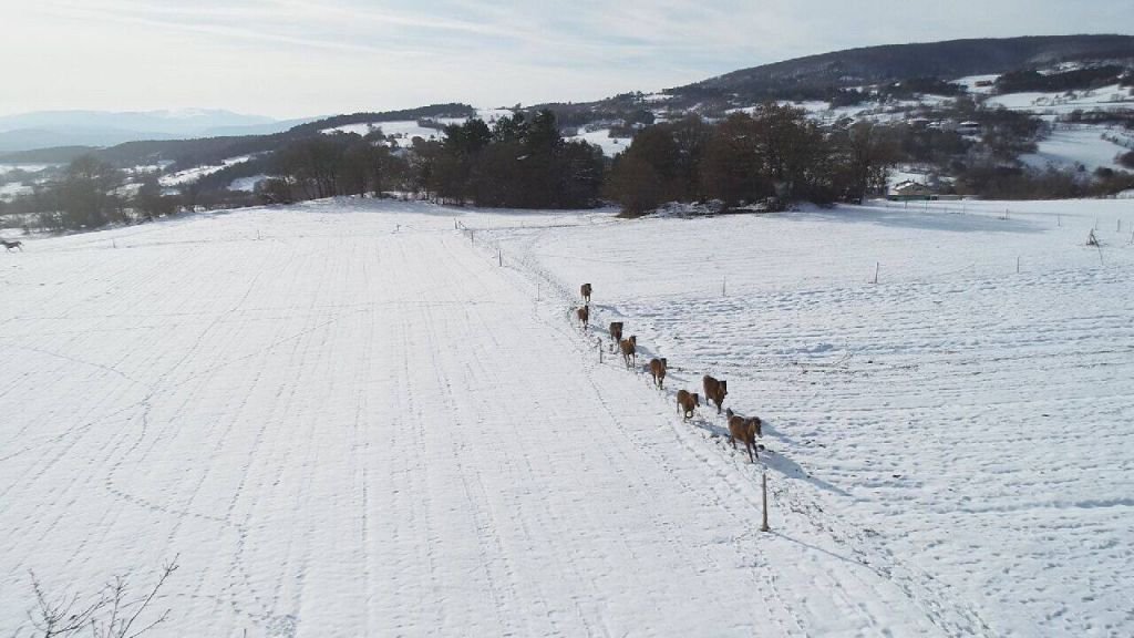 YEMLENEN ATLAR BÖYLE GÖRÜNTÜLENDİ
