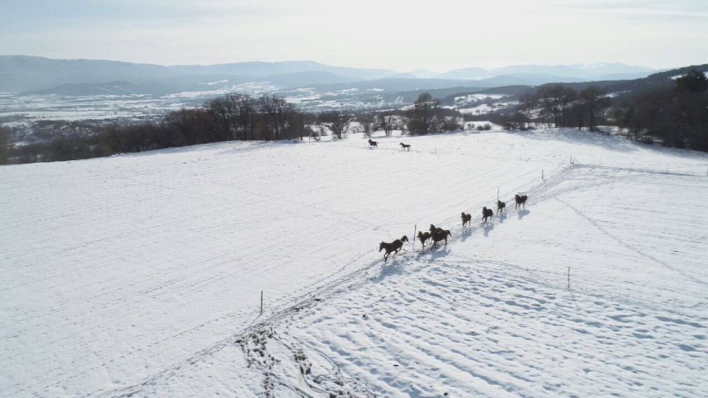 YEMLENEN ATLAR BÖYLE GÖRÜNTÜLENDİ