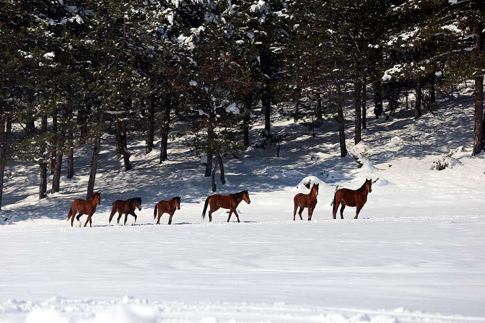 YILKI ATLARINA YEM BIRAKILDI