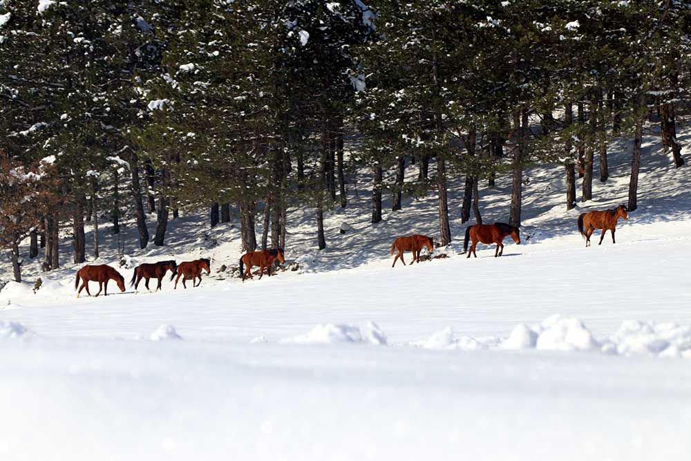 YILKI ATLARINA YEM BIRAKILDI