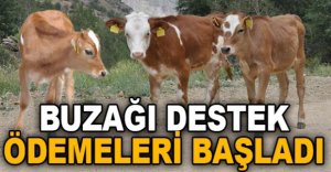 BUZAĞI DESTEK ÖDEMELERİ BAŞLADI