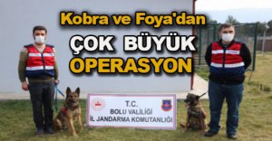 KOBRA VE FOYA'NIN BÜYÜK BAŞARISI