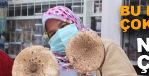 DEDE BÖRÜK MANTARI İLGİ ODAĞI OLDU