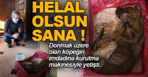 DONMAK ÜZERE OLAN KÖPEĞİ SAHİPLENDİ