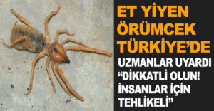 ET YİYEN ÖRÜMCEK TÜRKİYE’DE