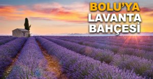 BOLU'YA LAVANTA BAHÇESİ...