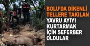 BOLU'DA YAVRU AYI İÇİN SEFERBER OLDULAR