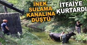 İNEK SULAMA KANALINA DÜŞTÜ