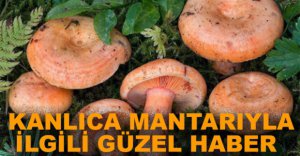 KANLICA MANTARI TESCİLLENDİ