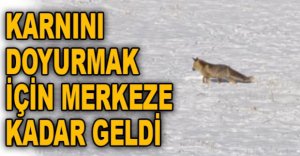 KARNINI DOYURMAK İÇİN MERKEZE KADAR GELDİ