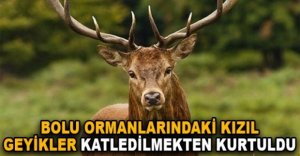KIZIL GEYİKLER KATLEDİLMEKTEN KURTULDU