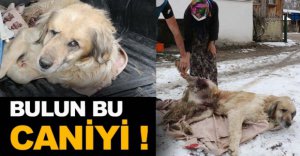 KÖPEĞİ AV TÜFEĞİYLE VURDULAR