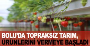 TOPRAKSIZ TARIM, ÜRÜNLERİNİ VERMEYE BAŞLADI