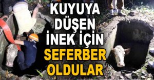 KUYUYA DÜŞEN İNEK İÇİN SEFERBER OLDULAR