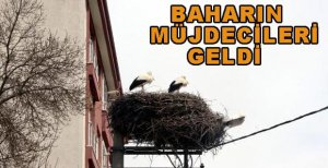 LEYLEKLER YUVALARINA GERİ DÖNDÜ