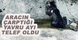 OTOMOBİLİN ÇARPTIĞI YAVRU AYI TELEF OLDU