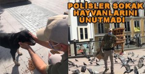SOKAK HAYVANLARINI UNUTMADILAR