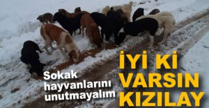 SOKAK HAYVANLARINI UNUTMADILAR