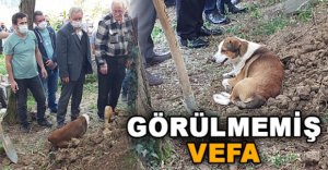 SOKAK KÖPEĞİ MEZARININ BAŞINDAN AYRILMADI