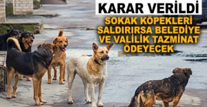 SOKAK KÖPEKLERİ SALDIRILARI İÇİN KARAR VERİLDİ