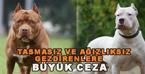 TEHLİKELİ KÖPEK SAHİPLERİ İÇİN YENİ KARARLAR