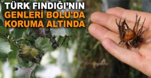 TÜRK FINDIĞI’NIN GENLERİ BOLU'DA KORUMA ALTINDA