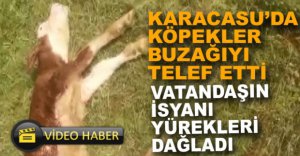 KÖPEKLER BUZAĞIYI TELEF ETTİ, VATANDAŞ İSYAN ETTİ
