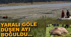 VURULAN AYI GÖLDE BOĞULDU