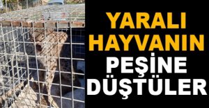 YARALI HAYVANIN PEŞİNE DÜŞTÜLER