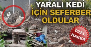 YARALI KEDİ YAKALANAMADI