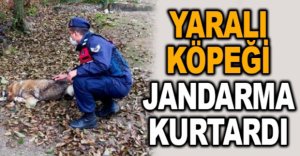 YARALI KÖPEĞİ JANDARMA KURTARDI