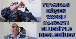 YAVRU KARGAYI ELLERİYLE BESLEDİLER