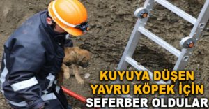 YAVRU KÖPEK İÇİN SEFERBER OLDULAR
