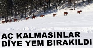 YILKI ATLARINA YEM BIRAKILDI