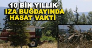 10 BİN YILLIK IZA BUĞDAYINDA HASAT VAKTİ