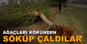 AĞAÇLARI KÖKÜNDEN SÖKÜP ÇALDILAR