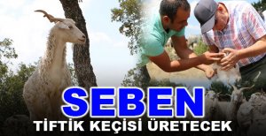 ANKARA (TİFTİK) KEÇİSİ SEBEN’DE KORUMAYA ALINACAK