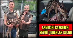 ANNESİNİ KAYBEDEN GEYİĞİ ÇOBANLAR BULDU