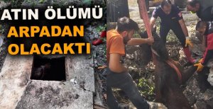 AT SU KUYUSUNA DÜŞTÜ