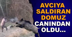 AVCIYA SALDIRAN DOMUZ CANINDAN OLDU