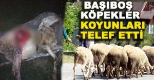 BAŞIBOŞ  KÖPEKLER  KOYUNLARI TELEF ETTİ