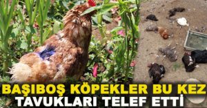 BAŞIBOŞ KÖPEKLER TAVUKLARI TELEF ETTİ